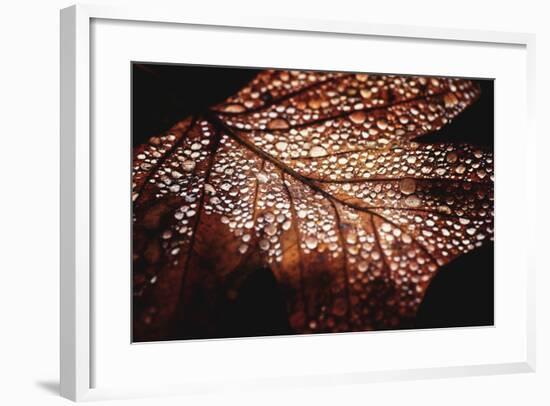 Fall Droplets-Philippe Sainte-Laudy-Framed Photographic Print