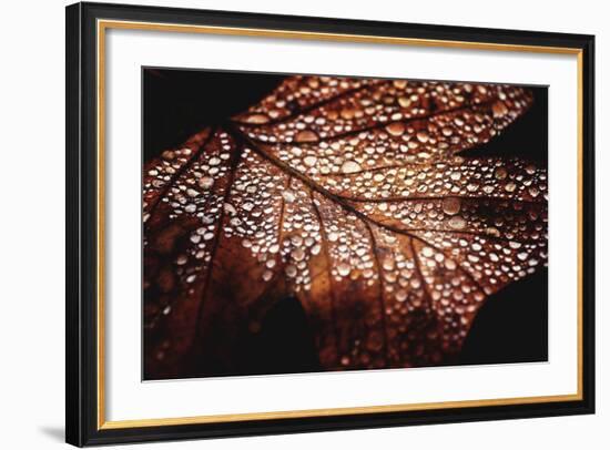 Fall Droplets-Philippe Sainte-Laudy-Framed Photographic Print