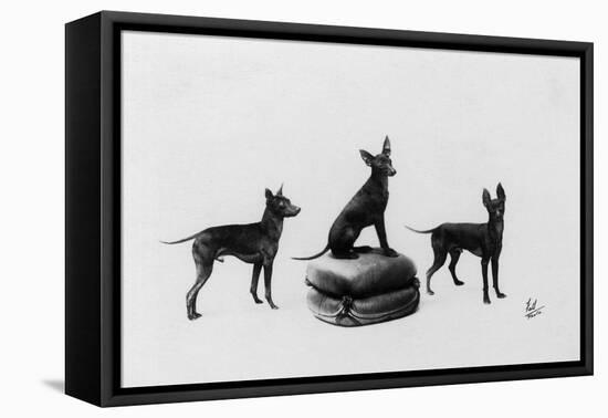 Fall, English Toy Terrier-Thomas Fall-Framed Premier Image Canvas