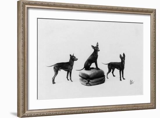 Fall, English Toy Terrier-Thomas Fall-Framed Photographic Print