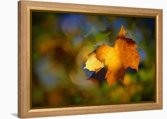 Fall Fantasy 1-Ursula Abresch-Framed Premier Image Canvas