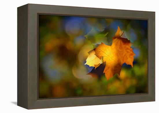 Fall Fantasy 1-Ursula Abresch-Framed Premier Image Canvas