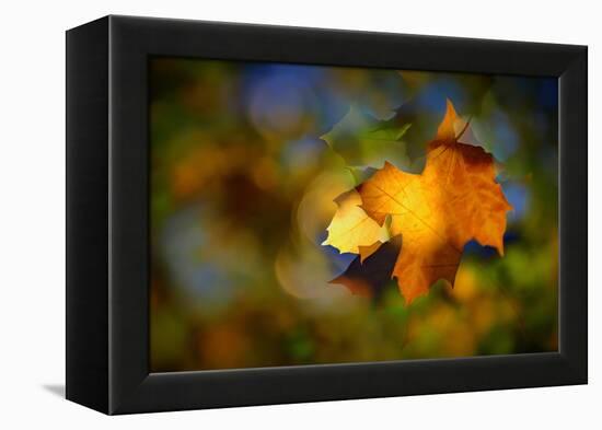 Fall Fantasy 1-Ursula Abresch-Framed Premier Image Canvas