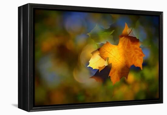 Fall Fantasy 1-Ursula Abresch-Framed Premier Image Canvas