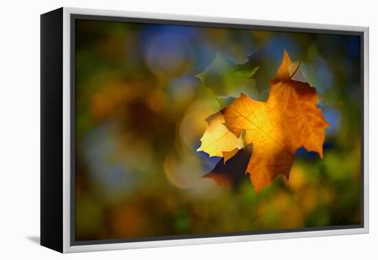 Fall Fantasy 1-Ursula Abresch-Framed Premier Image Canvas