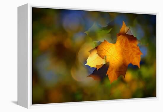 Fall Fantasy 1-Ursula Abresch-Framed Premier Image Canvas