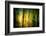 Fall Fantasy 1-Ursula Abresch-Framed Photographic Print