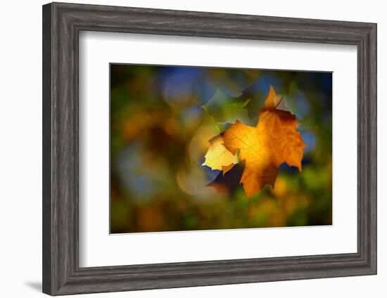 Fall Fantasy 1-Ursula Abresch-Framed Photographic Print