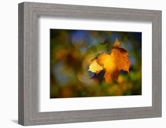 Fall Fantasy 1-Ursula Abresch-Framed Photographic Print