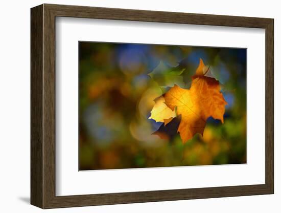 Fall Fantasy 1-Ursula Abresch-Framed Photographic Print