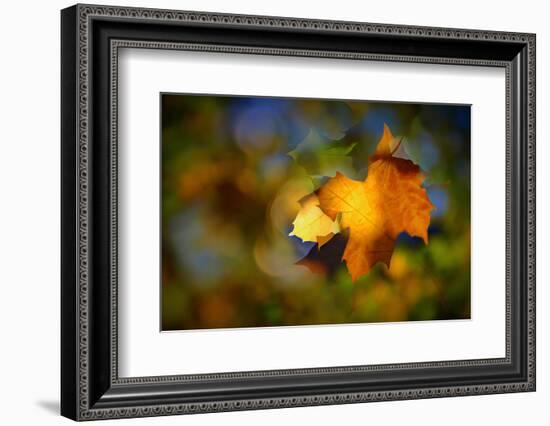 Fall Fantasy 1-Ursula Abresch-Framed Photographic Print