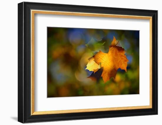 Fall Fantasy 1-Ursula Abresch-Framed Photographic Print