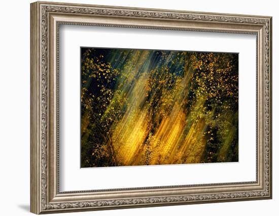 Fall Fantasy 2-Ursula Abresch-Framed Photographic Print