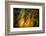 Fall Fantasy 2-Ursula Abresch-Framed Photographic Print