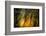 Fall Fantasy 2-Ursula Abresch-Framed Photographic Print