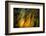 Fall Fantasy 2-Ursula Abresch-Framed Photographic Print