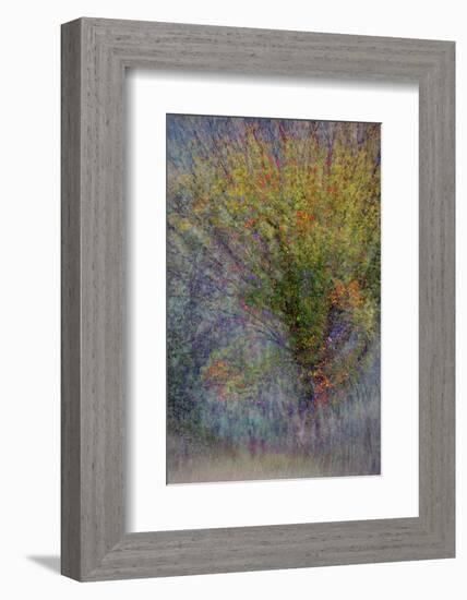 Fall Fantasy-Ursula Abresch-Framed Photographic Print