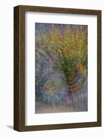 Fall Fantasy-Ursula Abresch-Framed Photographic Print