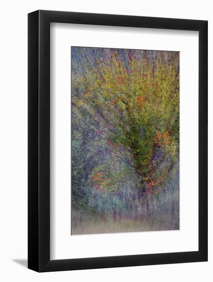 Fall Fantasy-Ursula Abresch-Framed Photographic Print