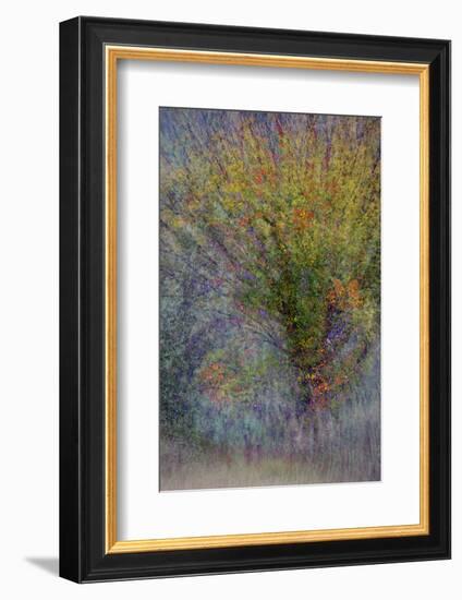 Fall Fantasy-Ursula Abresch-Framed Photographic Print