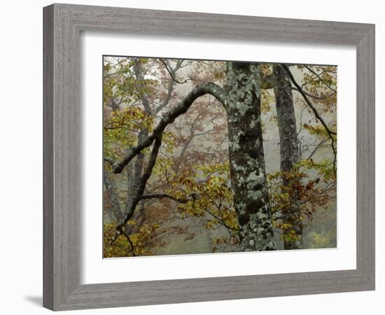 Fall Fog IIi-Art Wolfe-Framed Photographic Print