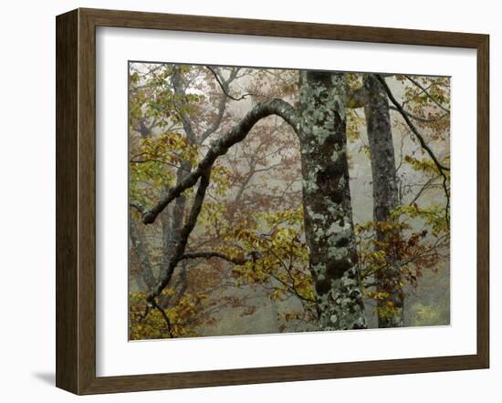 Fall Fog IIi-Art Wolfe-Framed Photographic Print