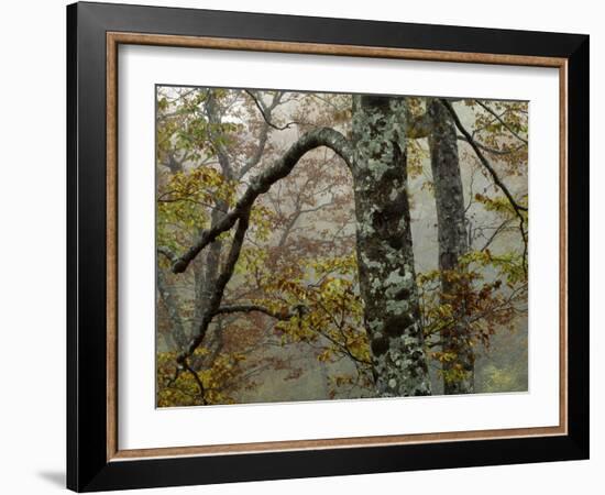 Fall Fog IIi-Art Wolfe-Framed Photographic Print