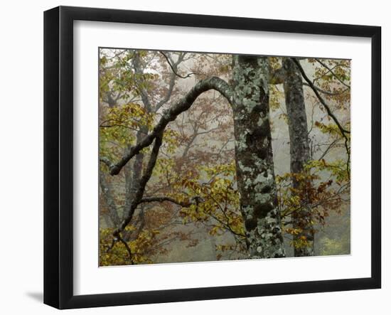 Fall Fog IIi-Art Wolfe-Framed Photographic Print