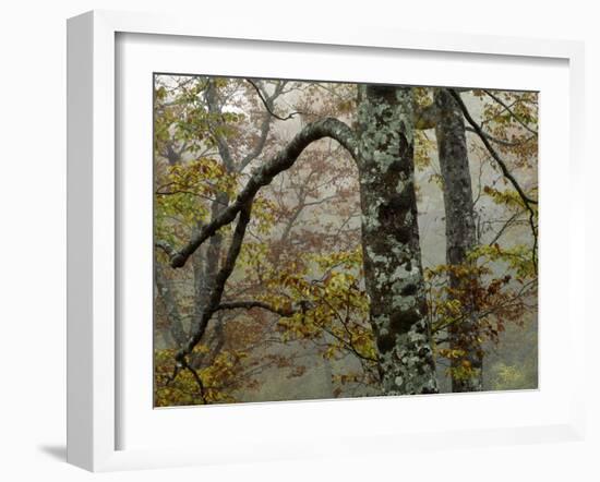 Fall Fog IIi-Art Wolfe-Framed Photographic Print