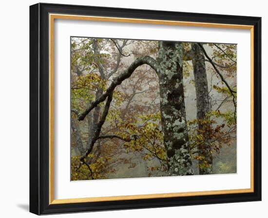 Fall Fog IIi-Art Wolfe-Framed Photographic Print