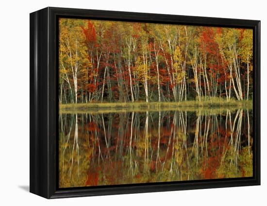 Fall Foliage and Birch Reflections, Hiawatha National Forest, Michigan, USA-Claudia Adams-Framed Premier Image Canvas