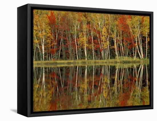 Fall Foliage and Birch Reflections, Hiawatha National Forest, Michigan, USA-Claudia Adams-Framed Premier Image Canvas