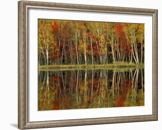 Fall Foliage and Birch Reflections, Hiawatha National Forest, Michigan, USA-Claudia Adams-Framed Photographic Print