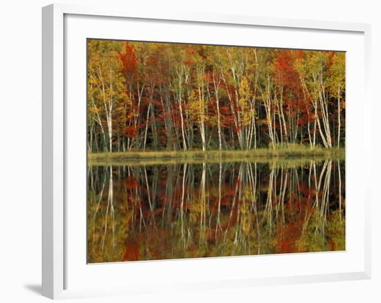 Fall Foliage and Birch Reflections, Hiawatha National Forest, Michigan, USA-Claudia Adams-Framed Photographic Print