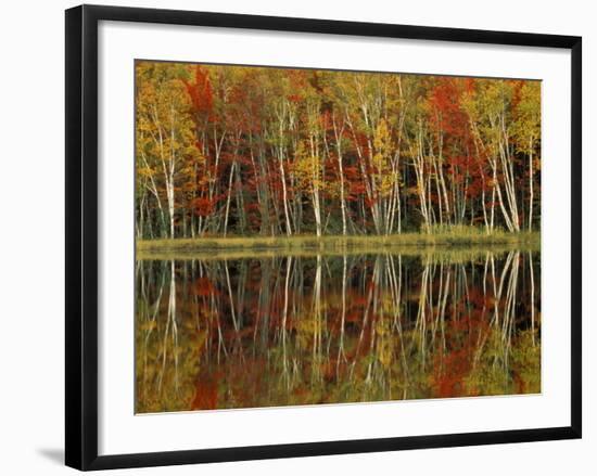 Fall Foliage and Birch Reflections, Hiawatha National Forest, Michigan, USA-Claudia Adams-Framed Photographic Print