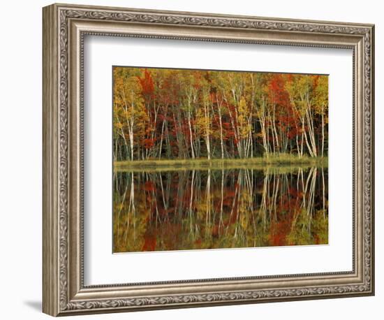 Fall Foliage and Birch Reflections, Hiawatha National Forest, Michigan, USA-Claudia Adams-Framed Photographic Print