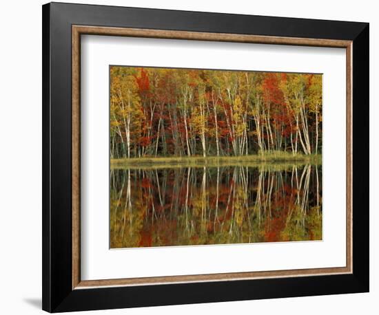 Fall Foliage and Birch Reflections, Hiawatha National Forest, Michigan, USA-Claudia Adams-Framed Photographic Print