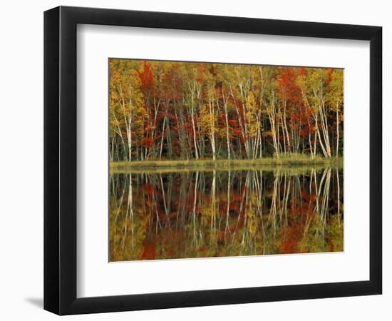 Fall Foliage and Birch Reflections, Hiawatha National Forest, Michigan, USA-Claudia Adams-Framed Photographic Print