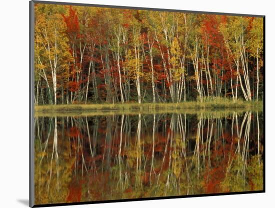 Fall Foliage and Birch Reflections, Hiawatha National Forest, Michigan, USA-Claudia Adams-Mounted Photographic Print