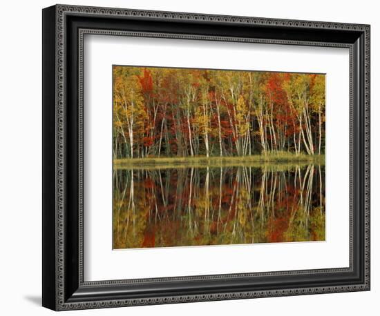 Fall Foliage and Birch Reflections, Hiawatha National Forest, Michigan, USA-Claudia Adams-Framed Photographic Print