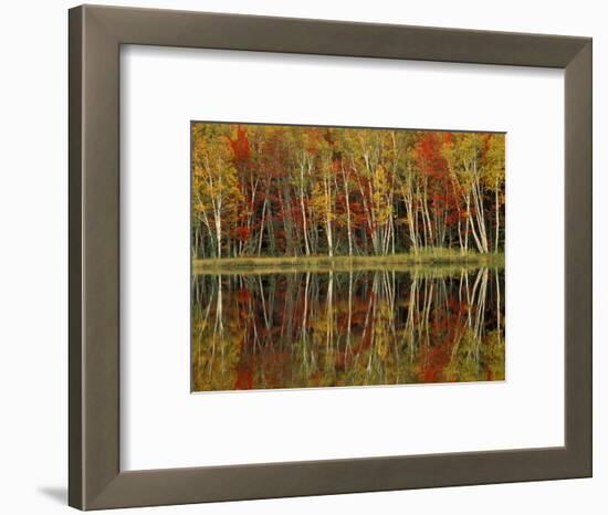 Fall Foliage and Birch Reflections, Hiawatha National Forest, Michigan, USA-Claudia Adams-Framed Photographic Print