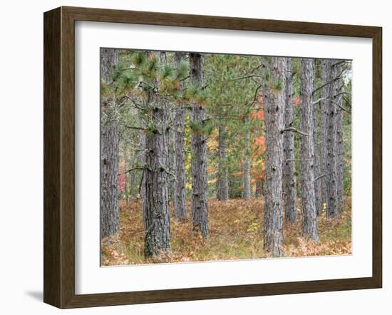 Fall Foliage and Pine Trees in the Forest.-Julianne Eggers-Framed Photographic Print