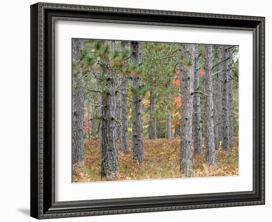 Fall Foliage and Pine Trees in the Forest.-Julianne Eggers-Framed Photographic Print