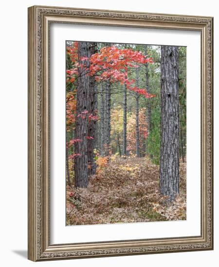 Fall Foliage and Pine Trees in the Forest.-Julianne Eggers-Framed Photographic Print