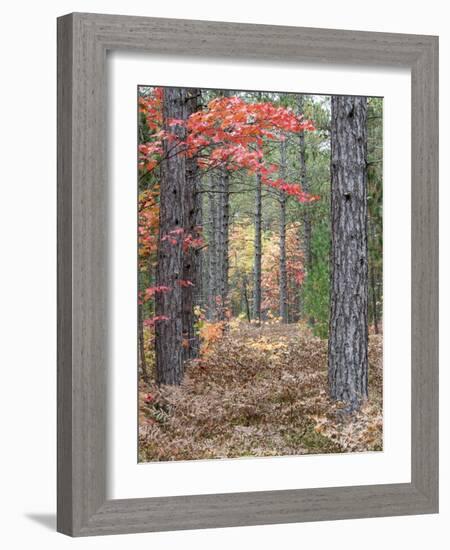 Fall Foliage and Pine Trees in the Forest.-Julianne Eggers-Framed Photographic Print