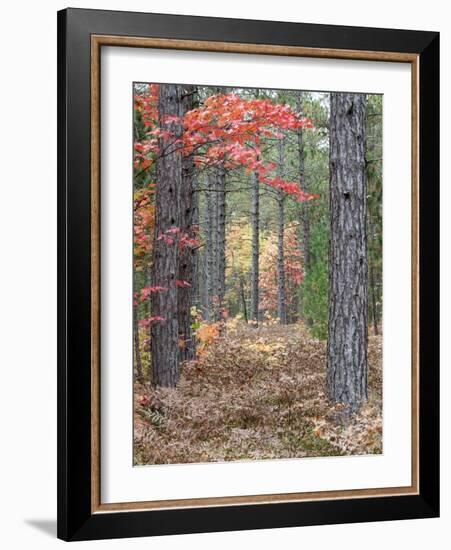 Fall Foliage and Pine Trees in the Forest.-Julianne Eggers-Framed Photographic Print