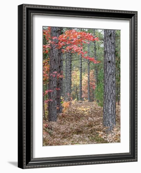 Fall Foliage and Pine Trees in the Forest.-Julianne Eggers-Framed Photographic Print