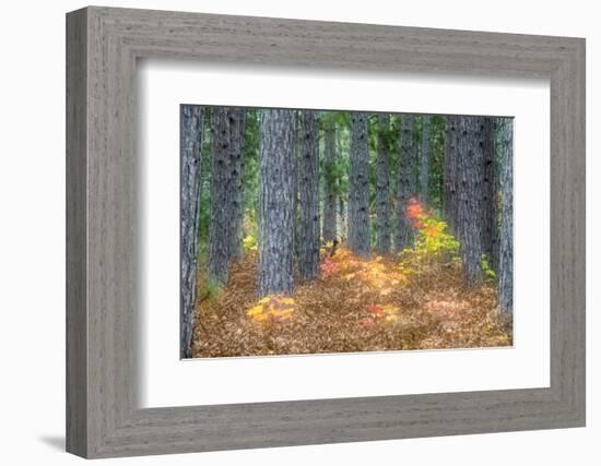 Fall Foliage and Pine Trees in the Forest.-Julianne Eggers-Framed Photographic Print