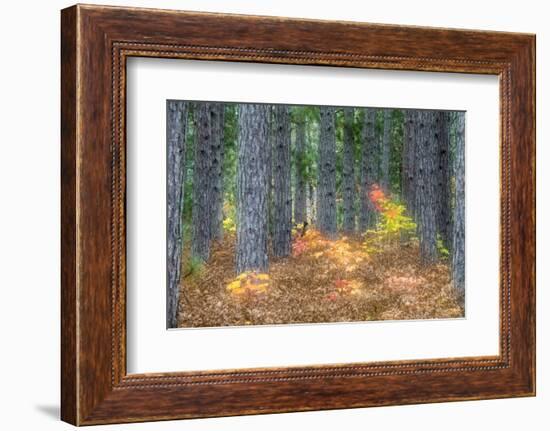 Fall Foliage and Pine Trees in the Forest.-Julianne Eggers-Framed Photographic Print