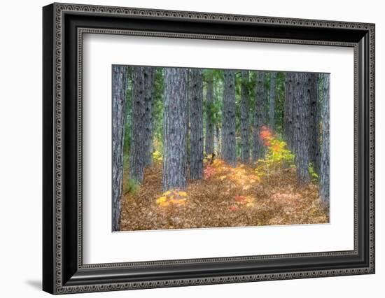 Fall Foliage and Pine Trees in the Forest.-Julianne Eggers-Framed Photographic Print